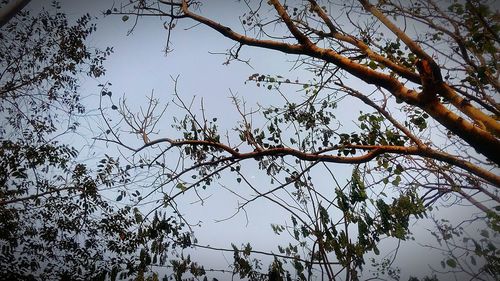 Low angle view of bare tree against sky