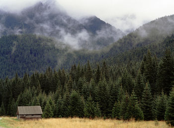 Trees and mountains against sky