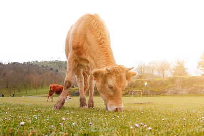 Horse grazing in a field
