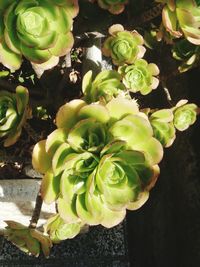 High angle view of succulent plant