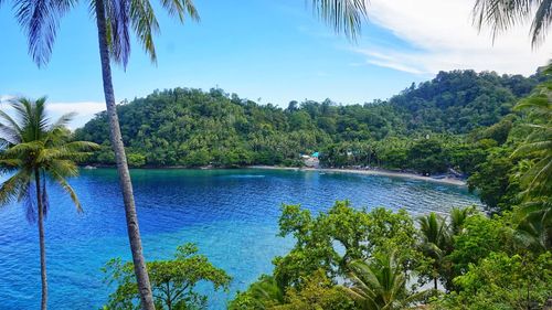 Scenic view of swimming pool by trees against blue sky