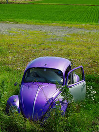 View of purple flowering plants on field