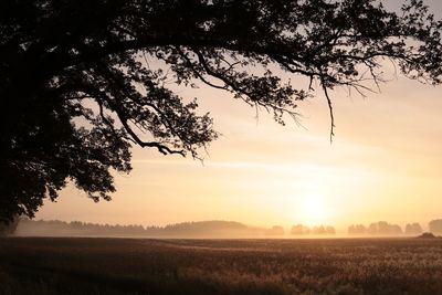 Silhouette trees on field against sky during sunset