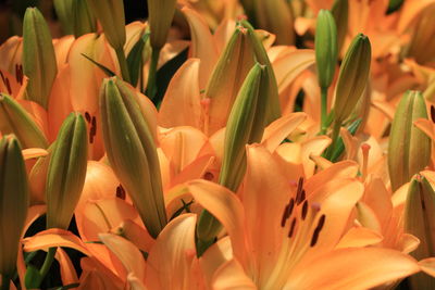 Close-up of fresh flowers blooming outdoors