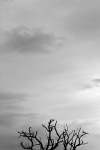 Low angle view of bare tree against sky