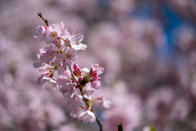 Close-up of pink cherry blossoms