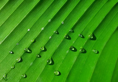 Water droplets on the surface of the leaves