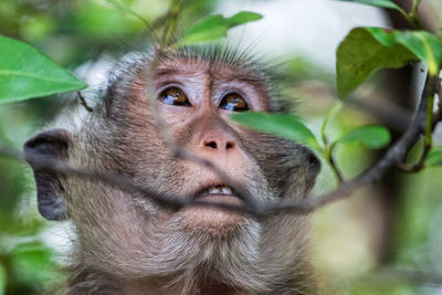 Portrait of monkey