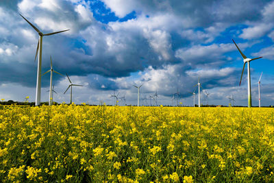 View of yellow flowers on field against cloudy sky