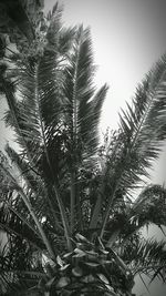 Low angle view of trees against sky