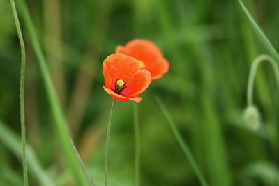 Close-up of orange poppy