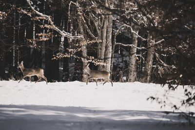 Frozen trees in forest during winter