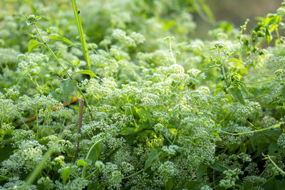 Close-up of fresh green plants