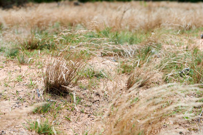 Plants growing on land