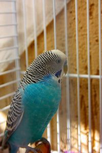 Close-up of parrot in cage