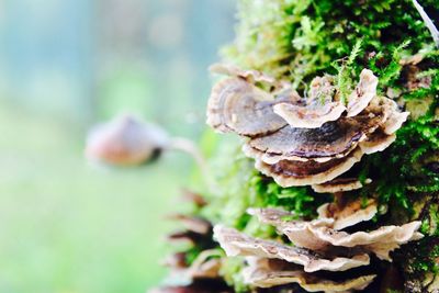 Close-up of mushroom growing on plant