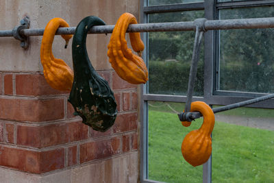 Close-up of hanging pumpkins