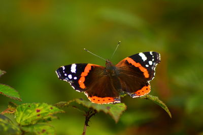 animal wildlife