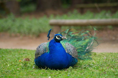 Peacock relaxing on grassy field