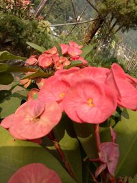 Close-up of flowers blooming outdoors