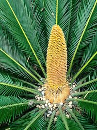 Low angle view of palm leaves