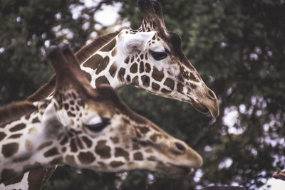 Close-up of giraffe head