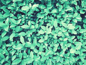 Full frame shot of plants growing on field