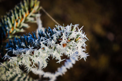 Close-up of snow on pine tree during winter