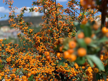 Close-up of orange flowering plant