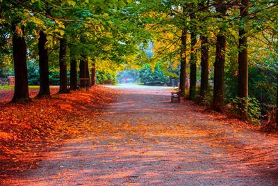 Footpath amidst trees in forest during autumn