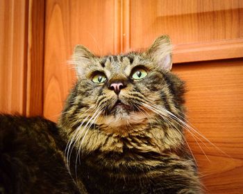 Close-up portrait of a cat