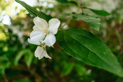 Close-up of white flower blooming outdoors