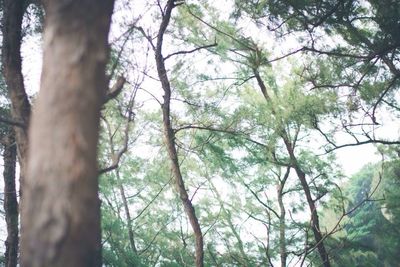 Low angle view of trees in forest