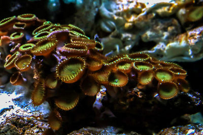 Close-up of coral in sea