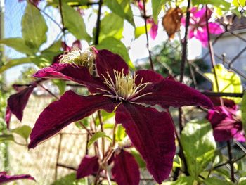 Close-up of flowers