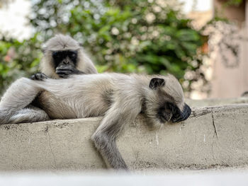 Portrait of monkey sitting on retaining wall in zoo