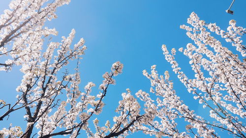 Low angle view of flowers against blue sky