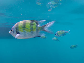 Fish swimming in sea