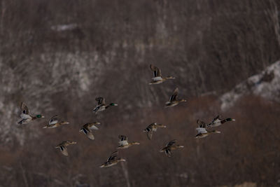 Flock of birds flying