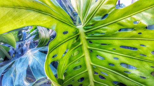 Full frame shot of green leaves