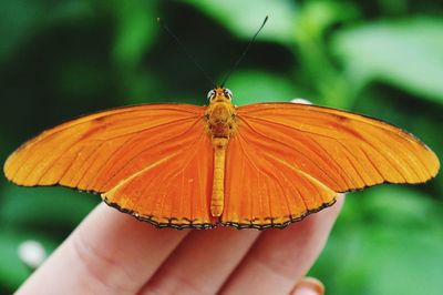 Close-up of butterfly perching on hand