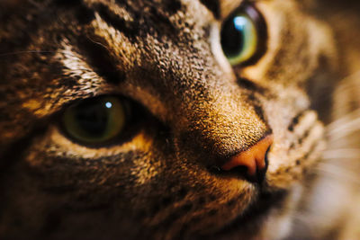 Close-up portrait of a cat