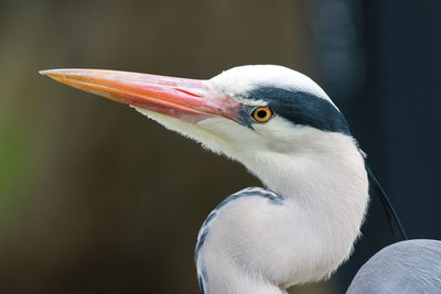 Close-up of gray heron