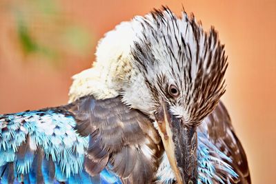 Close up on kookaburra
