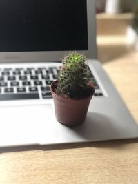 Close-up of potted plant on table