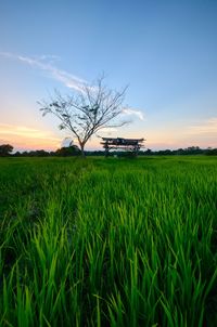 Scenic view of agricultural field against sky during sunset