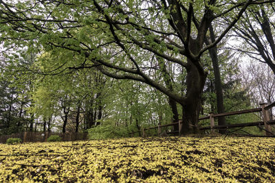 Trees in forest