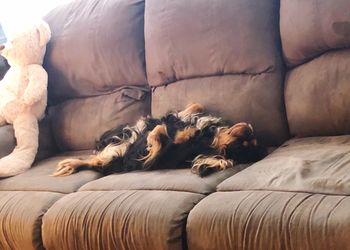 Dog sleeping on sofa