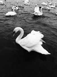 High angle view of swans swimming in lake