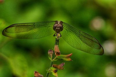 Dragonfly frontview